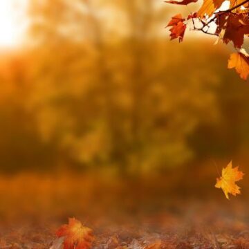 fall header